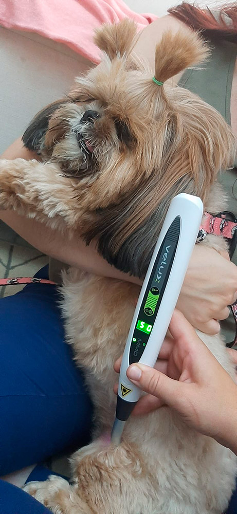 Aplicação do VELUX em medicina veterinária