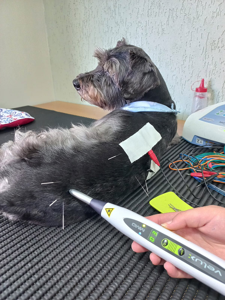 Aplicação do VELUX em medicina veterinária