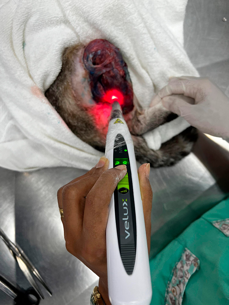 Aplicação do VELUX em medicina veterinária