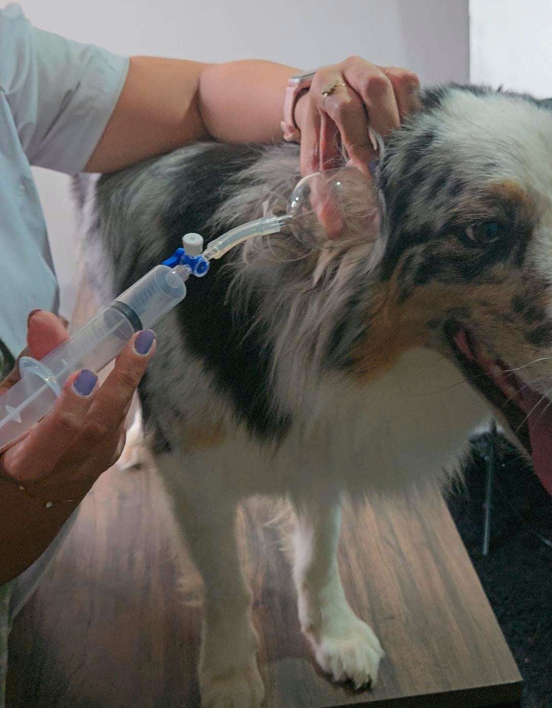 Aplicação veterinária em cachorro