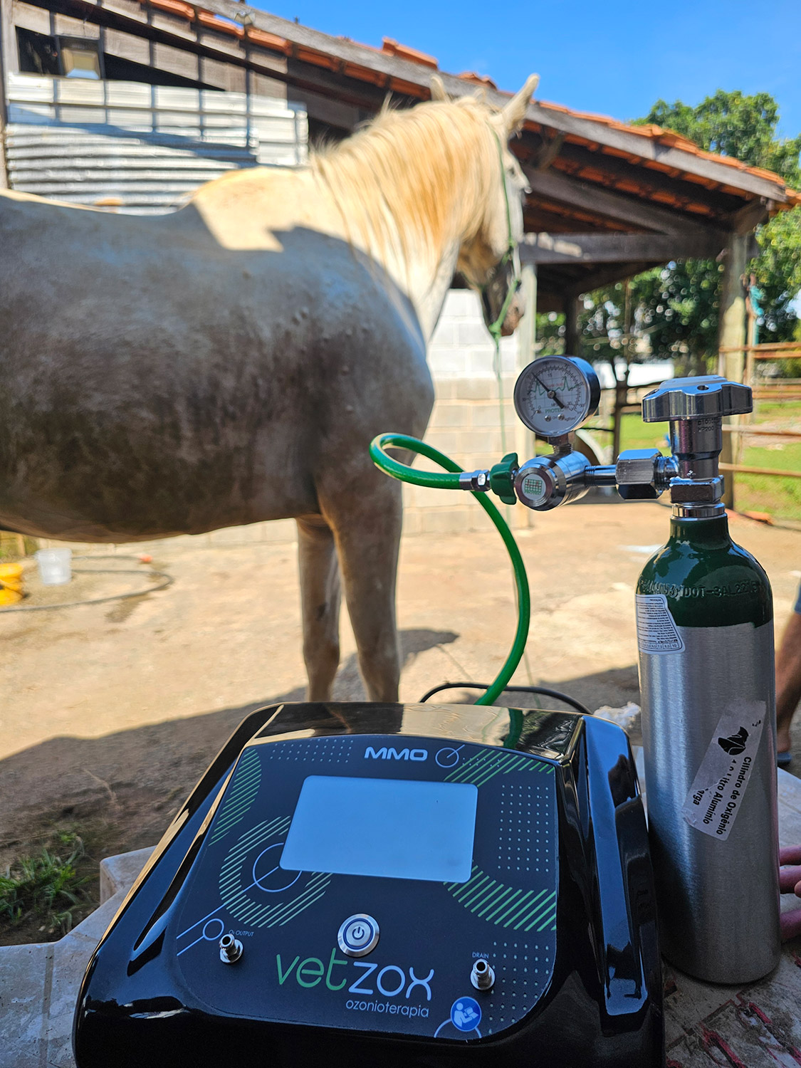 Aplicação veterinária em cavalo